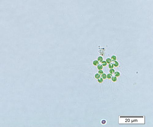 Micractinium quadrisetum Micractinium quadrisetum