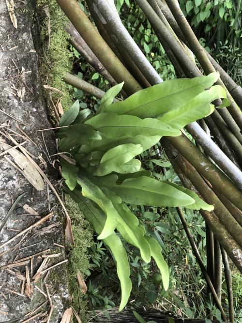 臺灣山蘇花 臺灣山蘇花