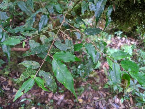 尾葉山茶 尾葉山茶