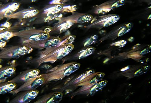Parapriacanthus ransonneti@fishdb-media-5613