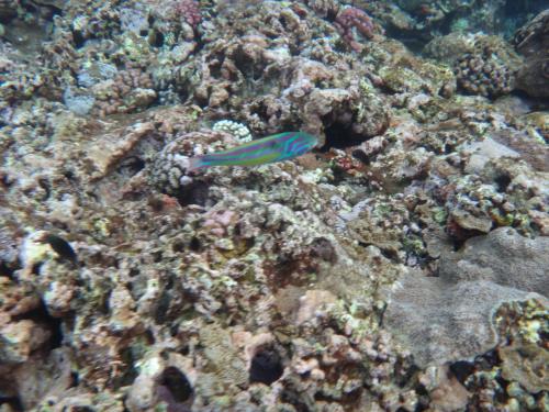 五帶錦魚 五帶錦魚