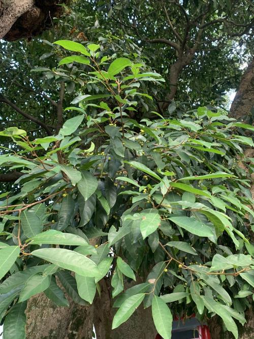 九丁榕