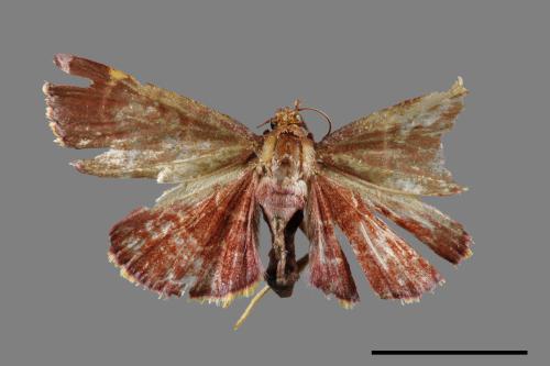 Herculia pelasgalis[00066930]