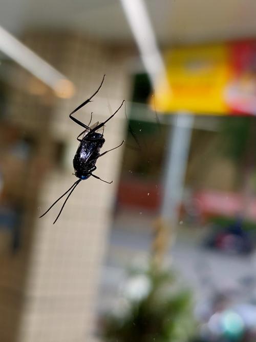廣旗腹蜂 廣旗腹蜂