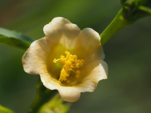 黃花稔