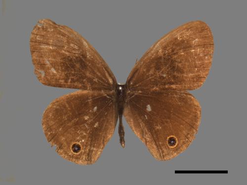 Ypthima multistriata[臺灣波紋蛇目蝶][00015358]