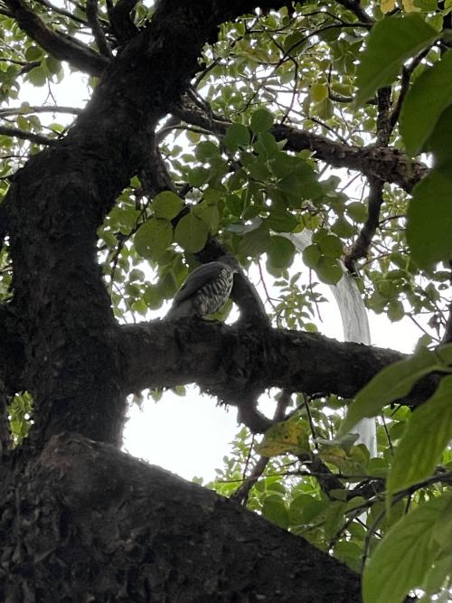 鳳頭蒼鷹(台灣亞種) 鳳頭蒼鷹(台灣亞種)