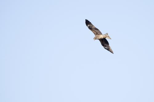 黑鳶(臺灣亞種) 黑鳶(臺灣亞種)