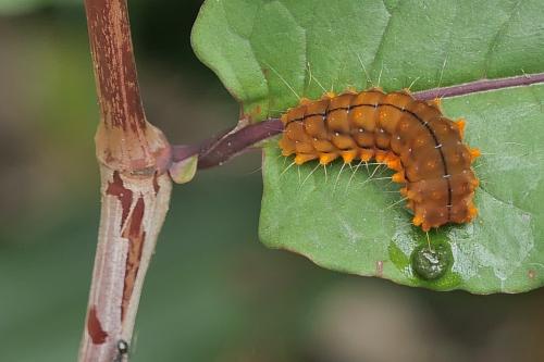 史氏狹翅螢斑蛾 史氏狹翅螢斑蛾