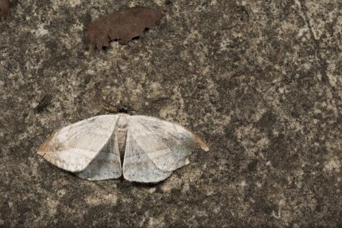 Cyclidia substigmaria substigmaria