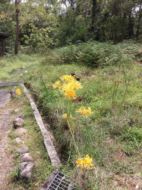 龍爪花