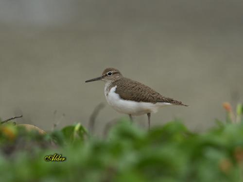 20090725_404540_Common_Sandpiper_5980.jpg