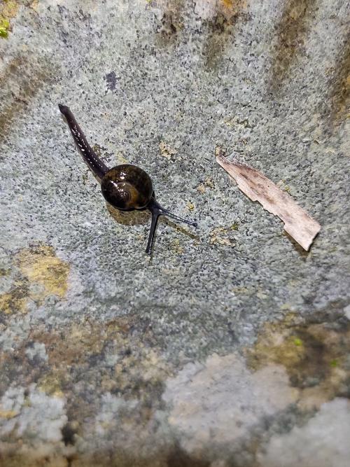 豔鱉甲蝸牛( 琉球鼈甲蝸牛)
