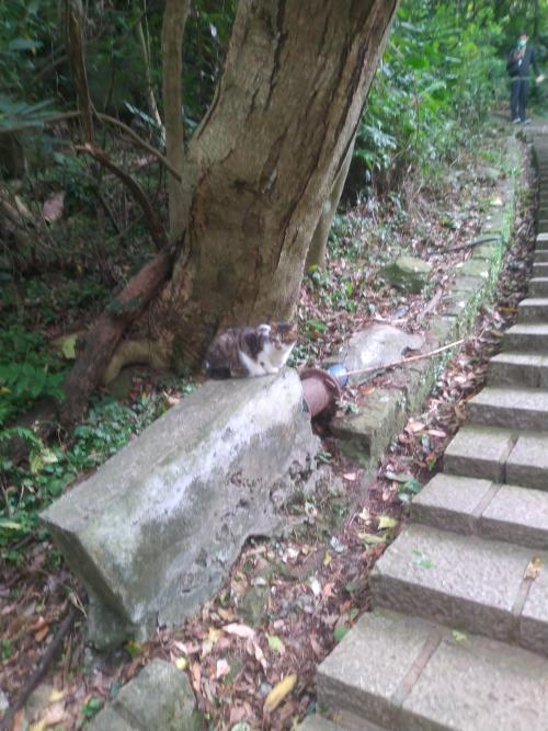家貓 家貓