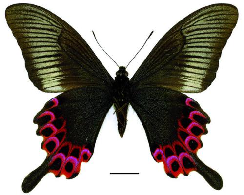 Papilio hopponis Matsumura, 1907 雙環翠鳳蝶