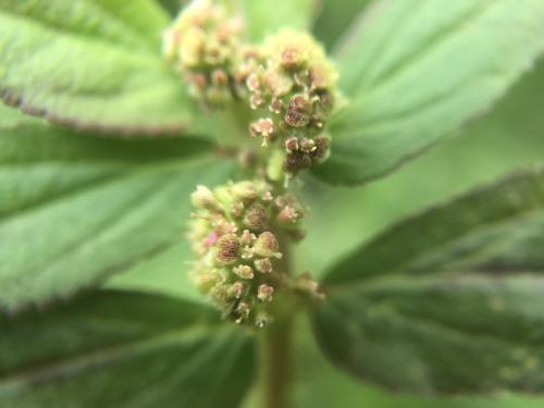 飛揚草 飛揚草