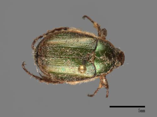 Anomala limbifera[長毛青銅金龜][00026344]