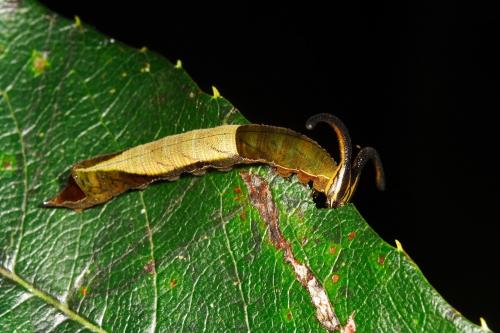 20091006_347092_Dichorragia nesimachus formosanus_l.jpg 20091006_347092_Dichorragia nesimachus formosanus_l.jpg