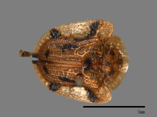 <已分類>Family：Chrysomelidae[金花蟲科][00090082]