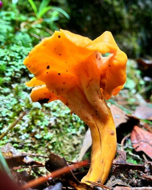 Craterellus aureus(金黃喇叭菌)