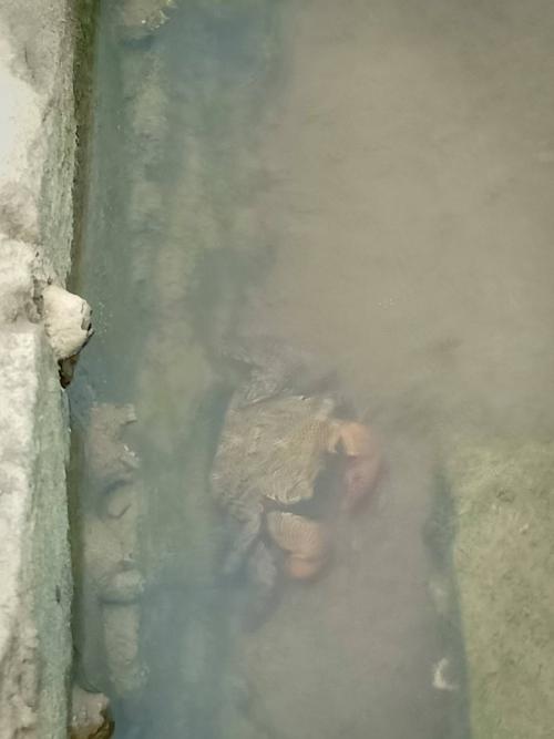 雙齒擬相蟹 雙齒擬相蟹