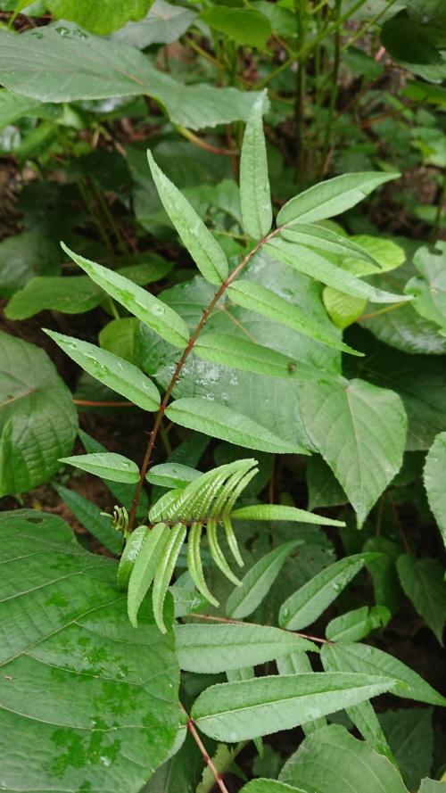 食茱萸