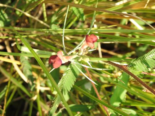 大翼豆 (長序菜豆) 大翼豆 (長序菜豆)