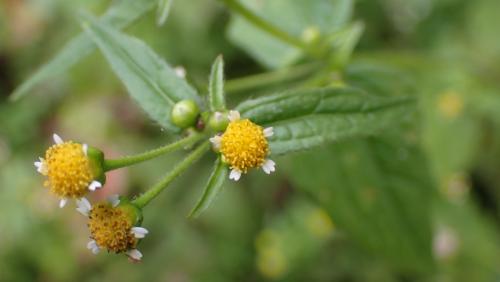 粗毛小米菊