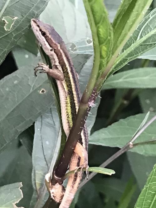 蓬萊草蜥 蓬萊草蜥