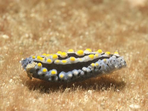 DSC08595 Phyllidia coelestis