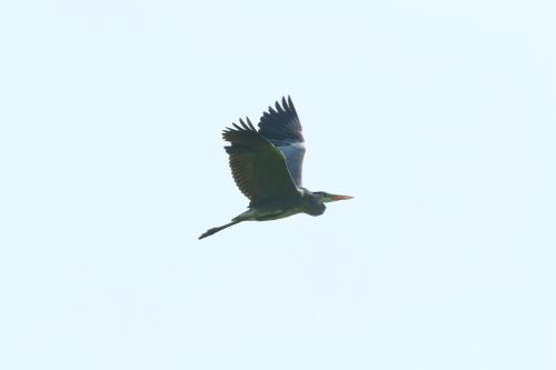 蒼鷺 蒼鷺