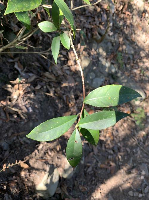 華八仙(華南分布)