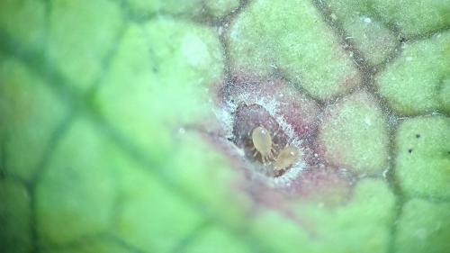 江原鈍綏蟎佔據虎皮楠木蝨的蟲癭 江原鈍綏蟎佔據虎皮楠木蝨的蟲癭