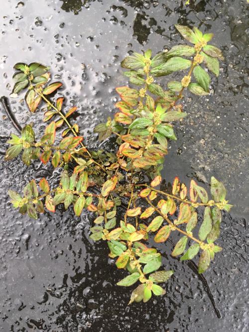 飛揚草 飛揚草