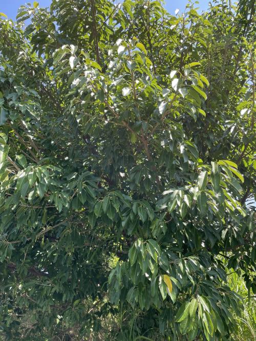 雀榕