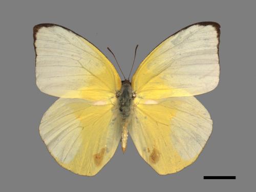 Catopsilia pomona[銀紋淡黃蝶][00015024]