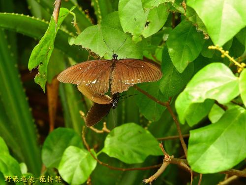 無尾白紋鳳蝶 無尾白紋鳳蝶
