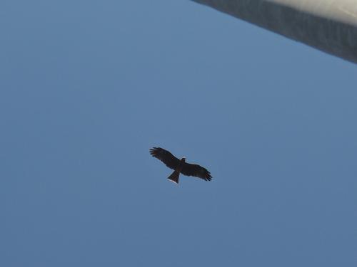 黑鳶 黑鳶