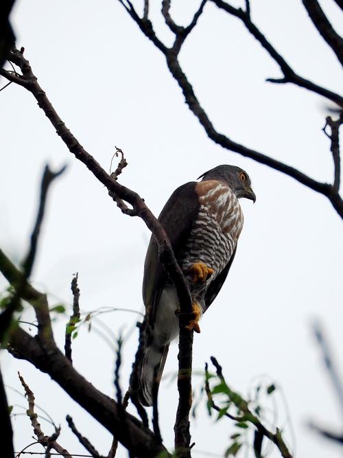 鳳頭蒼鷹(台灣亞種) 鳳頭蒼鷹(台灣亞種)