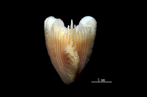 Tropidocyathus lessoni_02