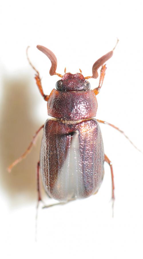 蓬萊姬黑金龜 Sophrops formosana