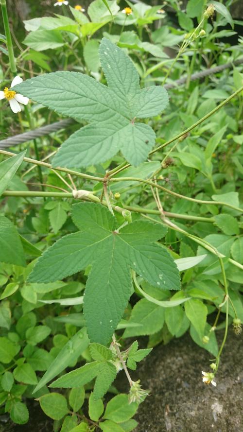 葎草