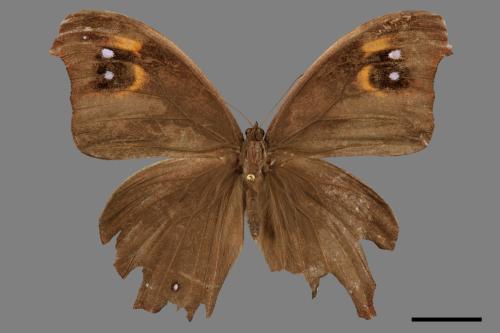 Melanitis leda[樹蔭蝶][00090909]