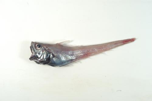 ASIZP0066257 ASIZP0066257