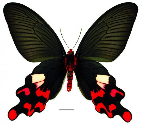 Byasa polyeuctes termessus (Fruhstorfer, 1908) 多姿麝鳳蝶