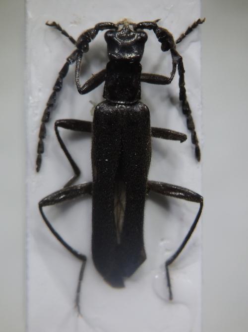 Fissocantharis gressitti (Wittmer, 1954)