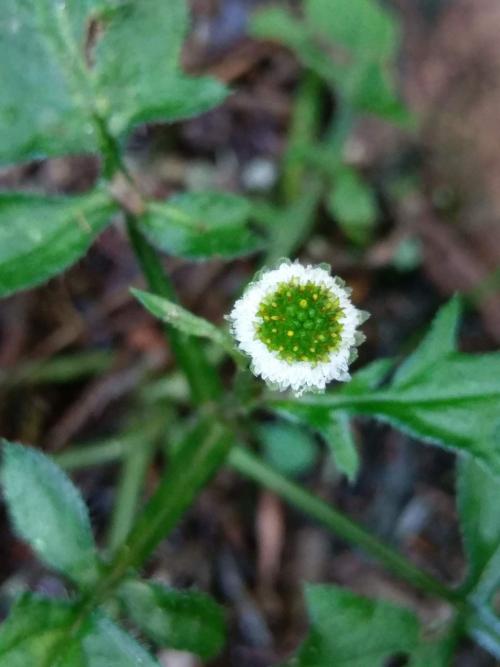 矮菊