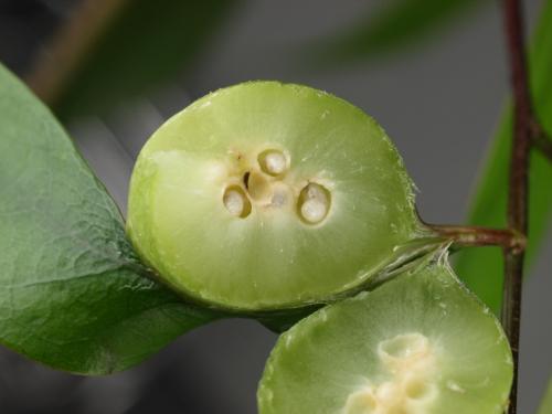 丸癭樹癭蜂 丸癭樹癭蜂