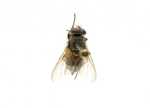 Gymnadichosia pusilla female dorsal Gymnadichosia pusilla female dorsal