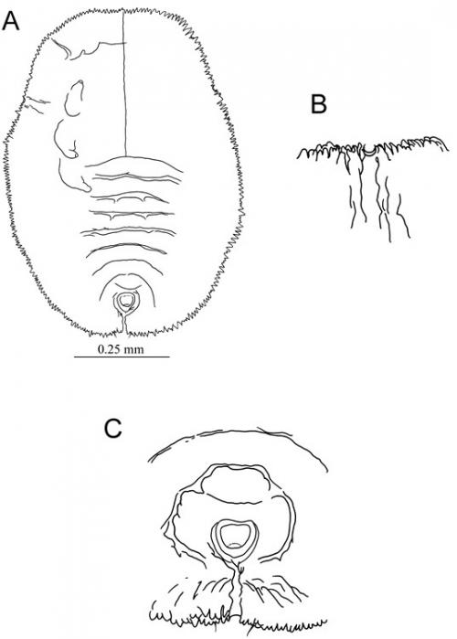 Aleuroclava trachelospermi (Takahashi, 1938) 絡石棒粉蝨 Aleuroclava trachelospermi (Takahashi, 1938) 絡石棒粉蝨
